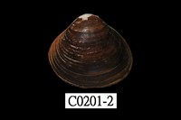 藏品(日本蜆)的圖片